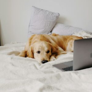 Cute white Labrador Retriever lying on cozy comfortable bed with pillows and watching videos on modern netbook