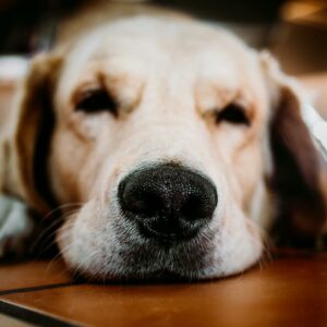 Yellow Labrador Retriever Close-up Photography